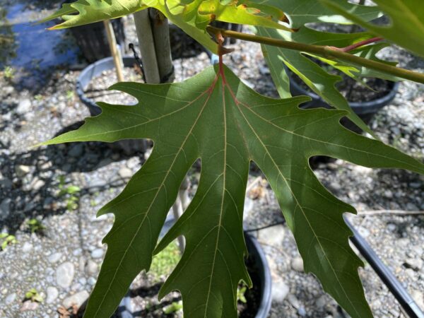 <i>Platanus orientalis</i> 'Fitzherbert' - Image 4