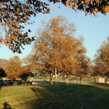 Autumn scene with golden trees in a park on a sunny day. Leaves cover the green grass, and mountains are visible in the background under a clear blue sky. The scene evokes a peaceful, autumnal mood.