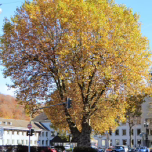 A large sycamore tree with golden autumn leaves dominates the scene, standing at a street corner with buildings and cars in the background. The tree's massive trunk and colorful foliage create a vibrant autumnal landscape.