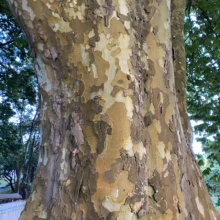 Close-up of a sycamore tree trunk with its distinctive mottled bark, showcasing patches of cream, green, and brown. The bark's unique camouflage pattern adds visual interest to this large tree.