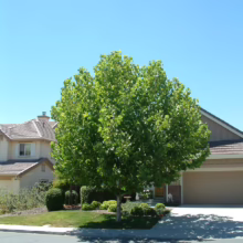 A lush, round green tree stands prominently in front of a suburban home on a sunny day. The tree casts a shadow on the driveway and street, with a clear blue sky overhead.