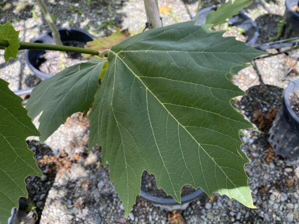 <i>Platanus</i> x <i>acerifolia</i> - Image 6