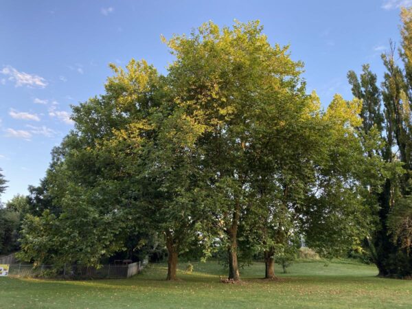 <i>Platanus</i> x <i>acerifolia</i>