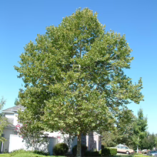 A large, mature sycamore tree with mottled bark and dense green foliage stands prominently in a suburban front yard against a clear blue sky.