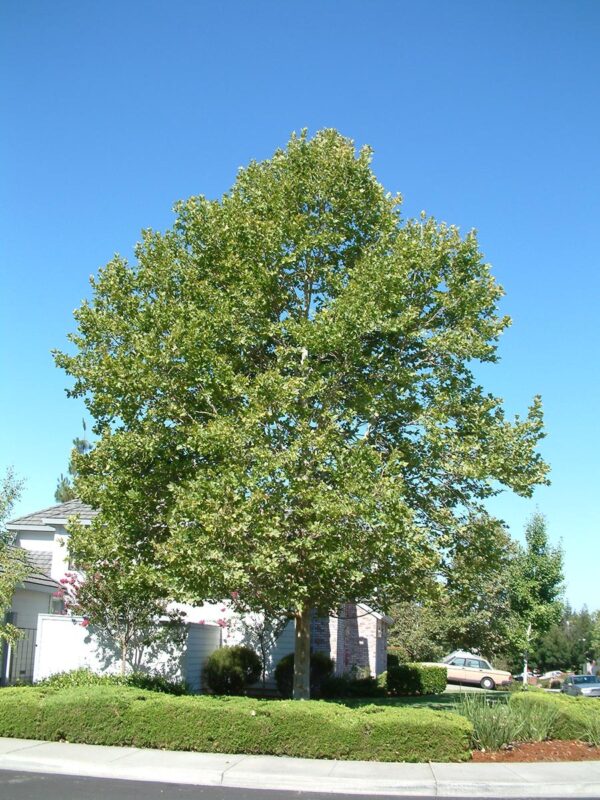 <i>Platanus</i> x <i>acerifolia</i> - Image 7