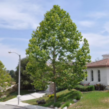 Lush green tree dominates a suburban landscape with a white house and manicured lawn under a blue sky. A street lamp stands nearby, adding to the serene neighborhood scene.
