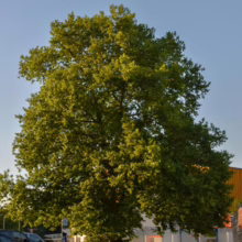 Lush green tree stands tall in a parking lot, its canopy full and vibrant against a clear blue sky. Cars are parked nearby, with a building visible in the background.