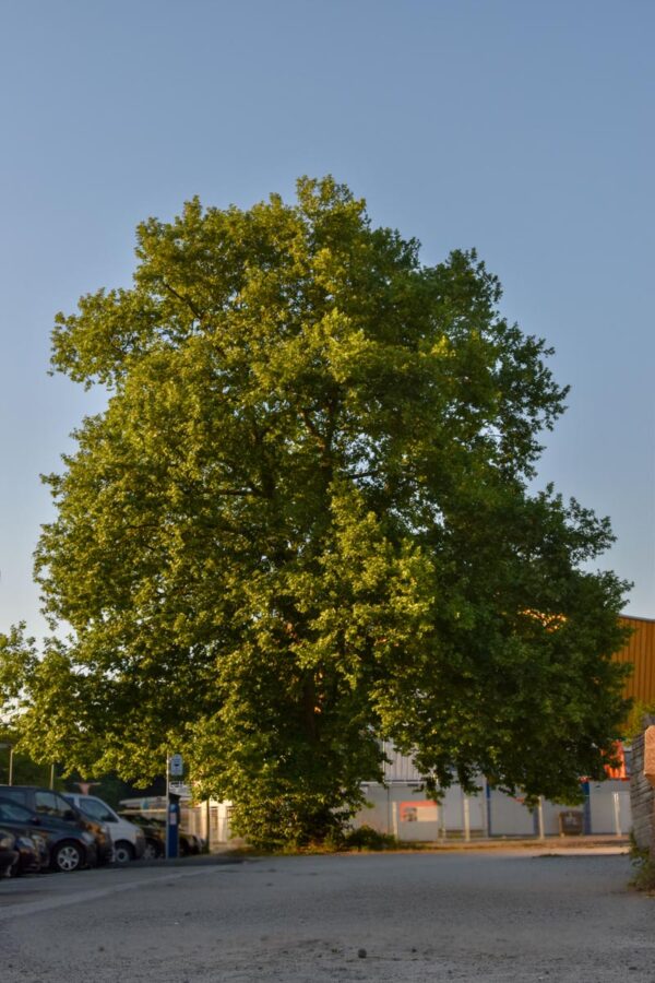 <i>Platanus</i> x <i>acerifolia</i> - Image 9