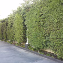 Lush green hedge wall provides natural privacy along a sidewalk and building. The dense foliage creates a vibrant, textured backdrop.
