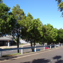 A row of lush green trees lines a road and parking lot under a bright blue sky. A low white and blue fence separates the road from the parking area, where several cars are parked.