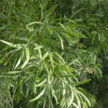 Close-up of feathery green foliage with slender, pointed leaves, creating a lush and vibrant natural texture.