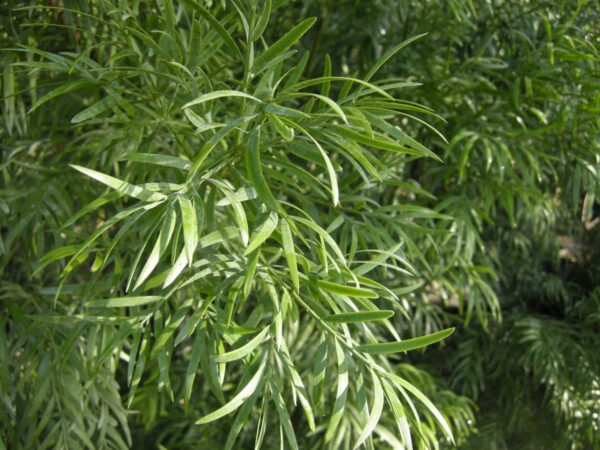 <i>Podocarpus gracilior</i> - Image 4