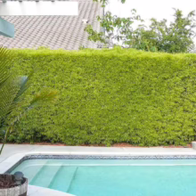 Lush green bamboo hedge providing privacy around a sparkling blue swimming pool. A small palm tree sits in a wooden planter near the pool's edge, with a tiled roof visible in the background.