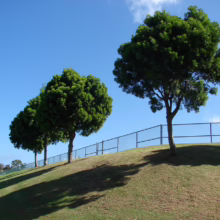 Lush green trees line a grassy hill under a bright blue sky, casting long shadows. A black chain-link fence runs along the crest of the hill, creating a peaceful park scene.