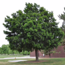 Lush green tree with a full, rounded canopy stands prominently on a grassy lawn near a brick building. A sidewalk and other trees are visible in the background under a bright sky.