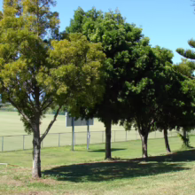 Trees line the edge of a vibrant green sports field under a clear blue sky. A black fence separates the field from the foreground, where lush grass and shadows create depth.