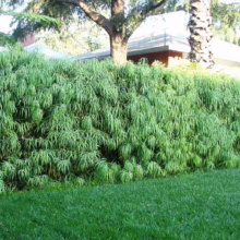 Lush, green weeping bamboo hedge creates a natural fence, providing privacy and a verdant backdrop for a home with a lawn.