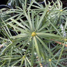 Close-up of a Japanese umbrella pine (Sciadopitys verticillata) showcasing its unique whorled needles and budding flower. The evergreen shrub is potted, displaying its vibrant green foliage.