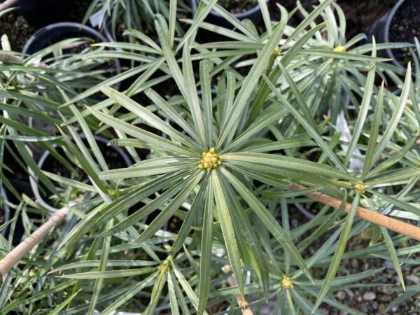 <i>Podocarpus henkelii</i> - Image 3