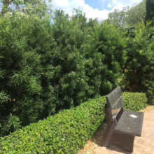 A tranquil garden scene with a stone bench nestled beside a neatly trimmed hedge and lush, green shrubs. Brick pavers lead to the seat, creating a peaceful outdoor space.