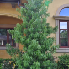 Upright 'Weeping Willow' peach tree with cascading green foliage stands prominently in a landscaped garden against a yellow stucco house with arched windows and red tile roof. The tree adds unique texture and form to the front yard landscaping.