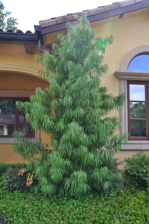 <i>Podocarpus henkelii</i> - Image 5