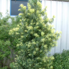 Podocarpus 'Icee Blue' shrub with its distinctive blue-green, needle-like foliage and upright, pyramidal form. The evergreen shrub stands against a building with a blue window.