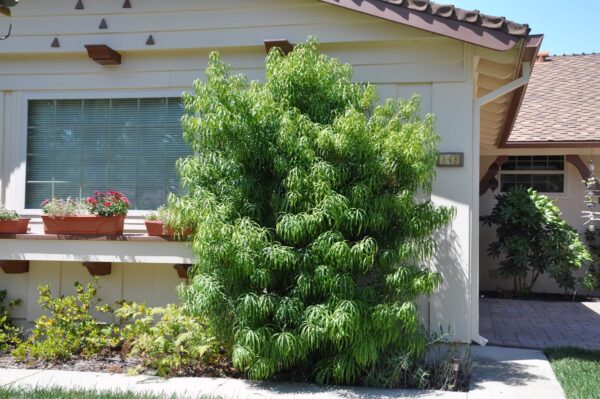 <i>Podocarpus henkelii</i>