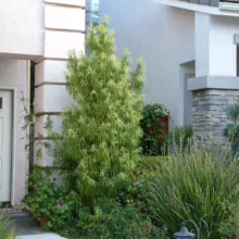 Front yard landscaping featuring a tall, light green bamboo plant with variegated leaves, complemented by ground cover and ornamental grasses, set against a stucco house with stone accents.
