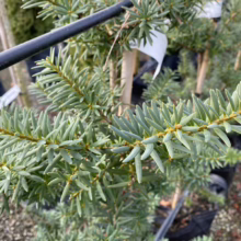 Podocarpus laetus (Hall's Totara) foliage.