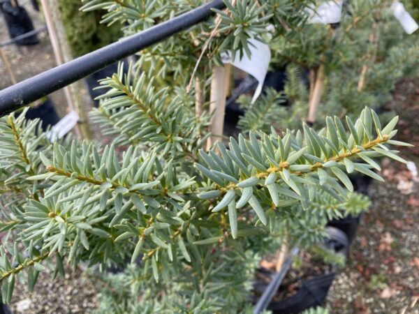 <i>Podocarpus laetus</i> - Image 2