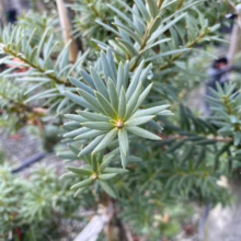 Podocarpus laetus (Hall's Totara) foliage at Leafland Nursery.