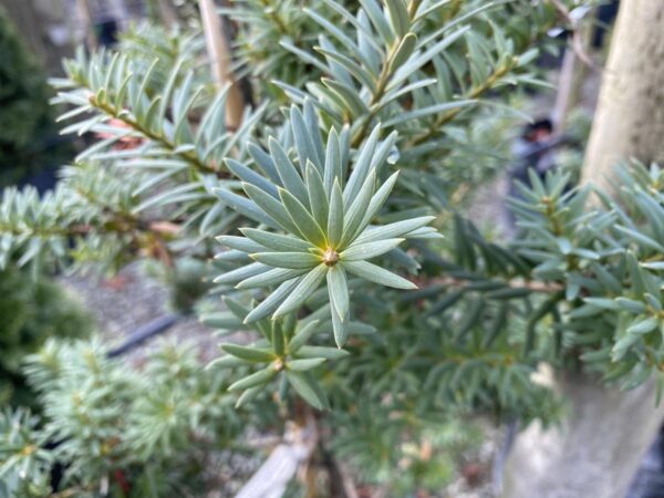 <i>Podocarpus laetus</i> - Image 3