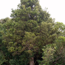 Lush, mature juniper tree with a thick, textured trunk, surrounded by dense green foliage. Its conical shape stands out against the overcast sky, showcasing its natural beauty.
