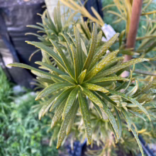 Close-up of a vibrant Podocarpus foliage, showcasing its lush green needles covered in dewdrops. The plant's radial arrangement creates a starburst effect, highlighting its texture and color.