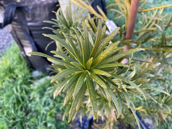 <i>Podocarpus macrophyllus</i> - Image 2