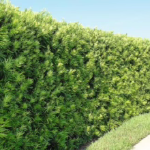 Lush, neatly trimmed podocarpus hedge against a clear blue sky. Dense green foliage creates a natural privacy screen along a well-maintained lawn and walkway.