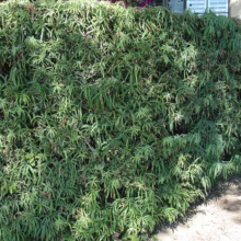 Dense, green hedge with textured foliage creates a natural privacy screen near a building. The hedge provides a lush, vibrant barrier, adding greenery to the urban landscape.