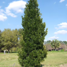 A slender 'Spartan' Juniper tree with dense, dark green foliage stands in a grassy field under a bright blue sky with scattered clouds. Its narrow, conical shape makes it an ideal choice for landscaping.