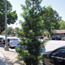 Young Podocarpus gracilior, or fern pine, growing as a street tree. Its slender, willow-like leaves create a soft texture against the hardscape of the sidewalk and parked cars.