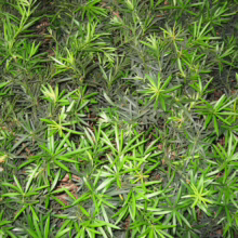Lush green podocarpus foliage creates a dense, textured background.