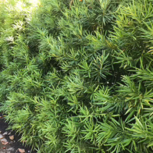 Dense, vibrant green Podocarpus hedge with needle-like leaves, creating a lush, natural privacy screen. The hedge is neatly trimmed, showcasing its potential as formal landscaping.