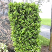A neatly trimmed, vibrant green Podocarpus hedge stands tall against a textured stone wall, offering a lush, manicured landscape element. The hedge's dense foliage creates a solid visual barrier.