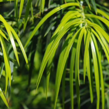 Close-up of bright green Podocarpus foliage, the slender leaves radiating outwards in a starburst pattern, creating a vibrant, lush texture.