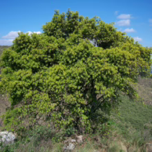 Lush green tree stands prominently on a hillside under a bright blue sky. The landscape features rolling hills covered in green vegetation.