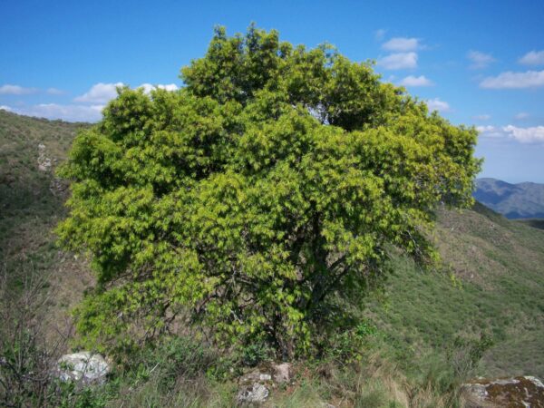 <i>Podocarpus parlatorei</i> - Image 3