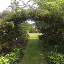 Podocarpus totara (Totara) arch.