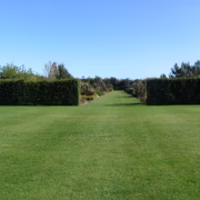 Podocarpus totara (Totara) dense hedge.