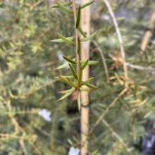 Podocarpus totara (Totara) close up of foliage.