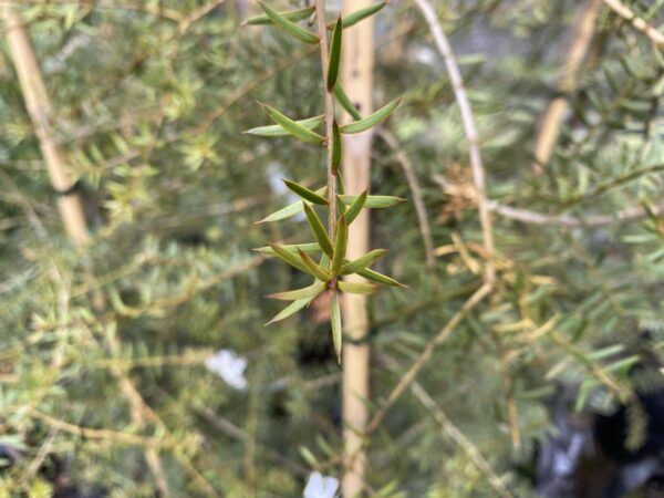 <i>Podocarpus totara</i> - Image 4